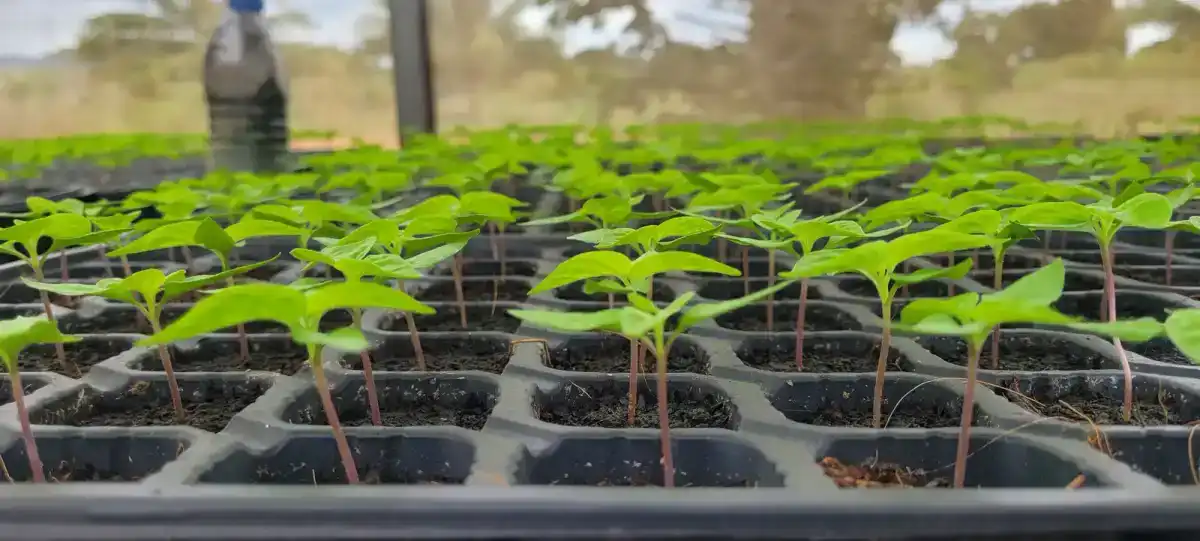 Keimling als Symbol für Microbusiness-Wachstum